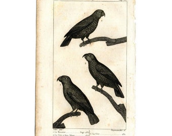 1817 ANTIQUE PARROTS engraving - original antique print - ornithology print • avian birds - Buffon animal print • parrot print