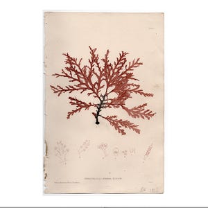 c. 1859 RED SEAWEED nature print • original antique print • marine botanicals • phycology prints • marine algae • printed from nature