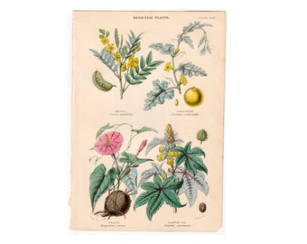 c. 1857 MEDICINAL PLANTS lithograph • original antique print • medical plants • medicinal botany • castor oil, cinnamon, jalap, bitter apple