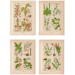 C. 1906 PLANTA MEDICINAL litografias • juego de 4 grabados antiguos originales • botanicas • flores • hierbas medicinales •