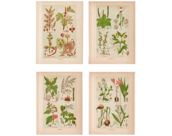 c. 1906 MEDICINAL PLANT lithographs • set of 4 original antique prints • botanical • flowers • medicinal herbs •