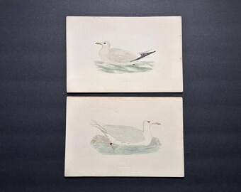 May include: Two vintage bird prints showing detailed illustrations of seagulls. The birds are depicted in a naturalistic style, with soft grey and white plumage, resting on water. The prints have a classic, antique aesthetic.