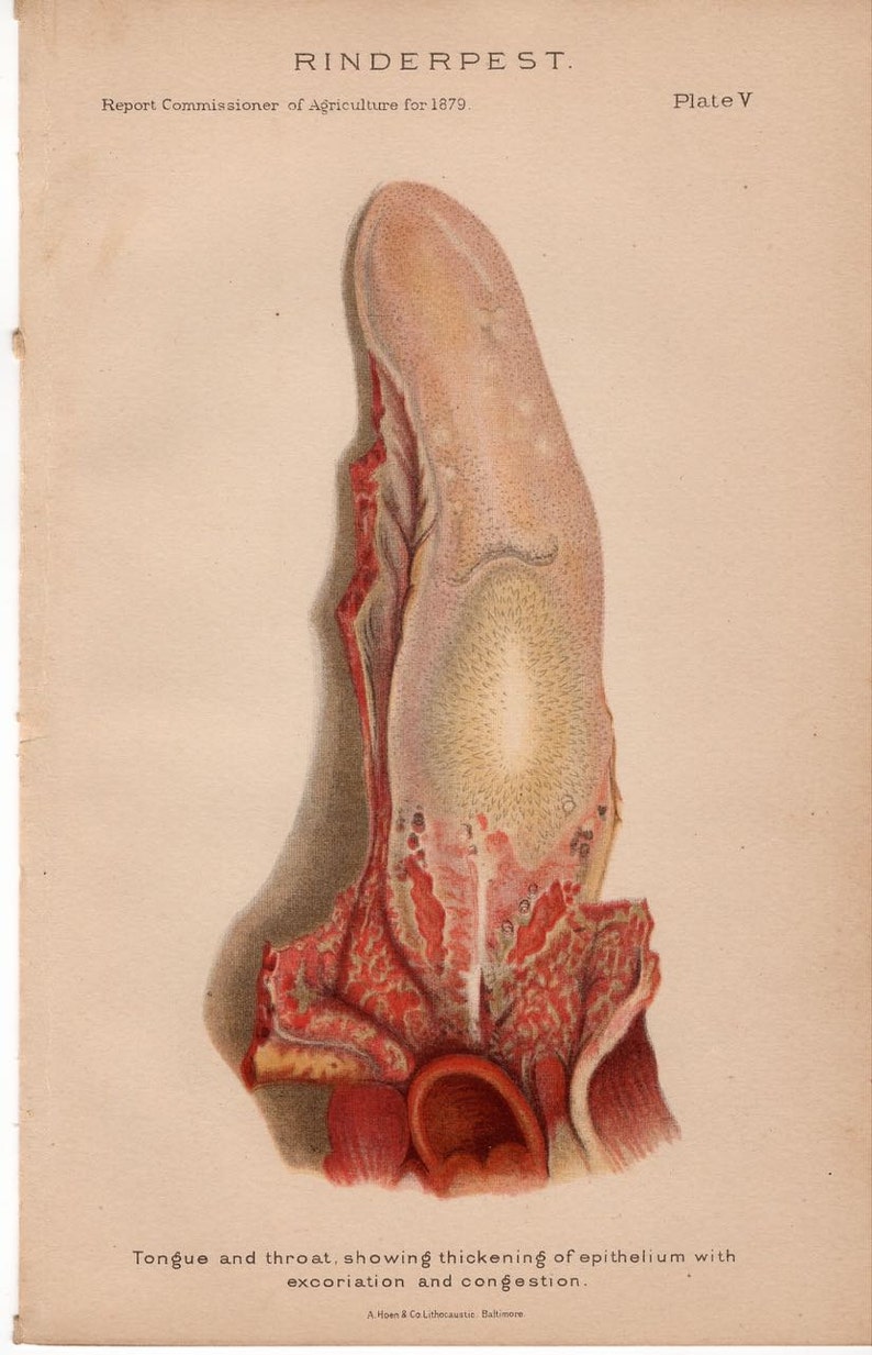 rinderpest tongue stomach lungs anus 1879 CATTLE BOVINE DISEASE print original antique agriculture farming lithograph dairy cow steer