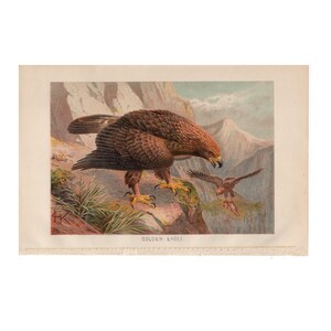 c. 1894 GOLDEN EAGLE lithograph • original antique print • antique bird print by Lydekker • ornithology • bird of prey print •