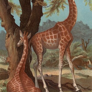 Puede incluir: Dos jirafas, una de pie y otra tumbada, se representan en un entorno de bosque. La jirafa de pie est&aacute; estirando el cuello para comer hojas de un &aacute;rbol. Ambas jirafas tienen un pelaje marr&oacute;n y beige.