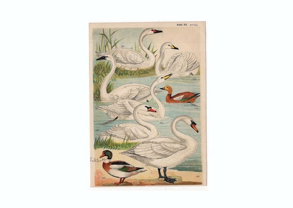 アンティーク鳥のリトグラフ 1904年頃 - オリジナルのアンティーク鳥の