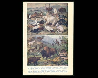 c. 1946 ANIMALS of ARCTIC lithograph  • original vintage print • animals print • fox bear seal duck whale sheep skunk bison bird