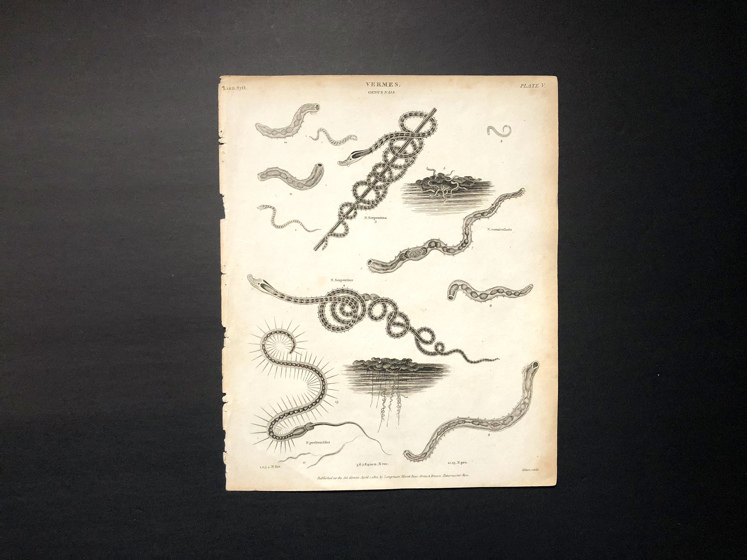 1809 SEA WORMS ANTIQUE engraving sea life ocean animal vermes original antique print
