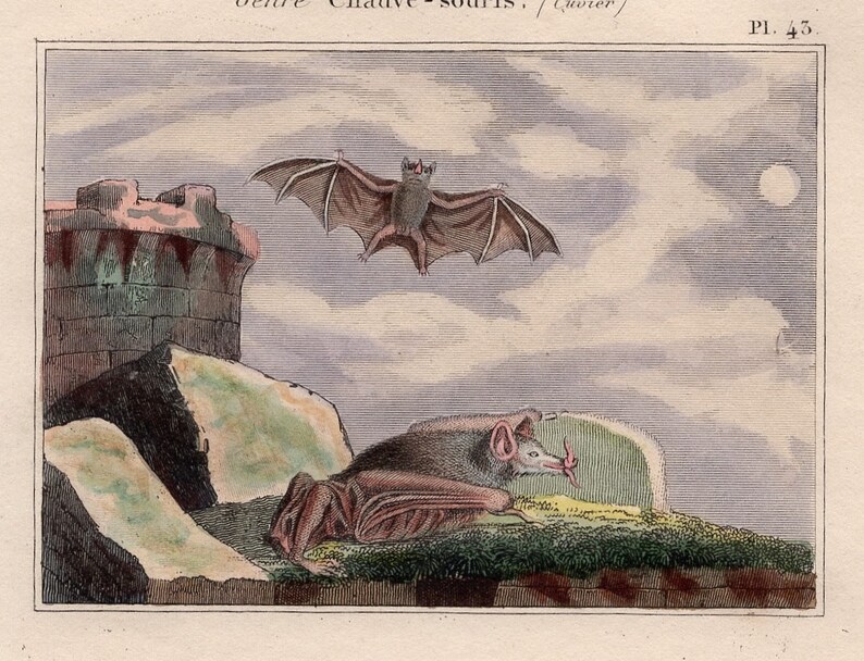 by Buffon Cuvier chauve souris pipistrelle vampire 1830 ANTIQUE BAT PRINT original antique hand colored engraving of flying bats c
