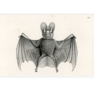 C. 1824 BATS lithograph • original antique print • chiroptera print • pipestrello • bat print • vampire print • chauve souris • roussette