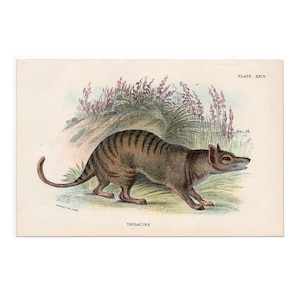 EXTINCT! c. 1896 THYLACINE WOLF lithograph • original antique print • Australian animal print •  marsupial  print • Tasmanian tiger print