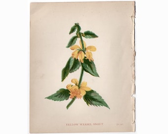 Estampa de una pequeña flor amarilla, c. 1853 • Estampas antiguas originales • Estampa botánica de Anne Pratt • Estampas botánicas • 4,5 x 5,5" •