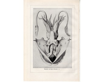 c. 1900 CUTTLEFISH ANATOMY lithograph - original antique print • marine mollusk print - Cephalopod print - with tissue overlay
