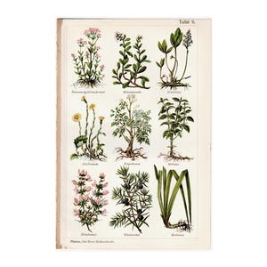 c. 1902 • MEDICINAL PLANTS print • original antique print • botanical prints • medicinal herbs • healing plants • traditional medicine print