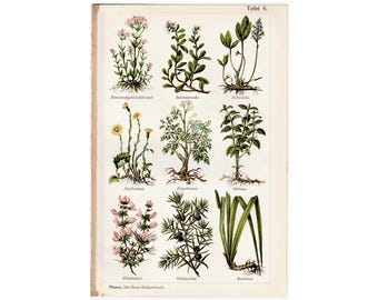 c. 1902 • Impressão de PLANTAS MEDICINAIS • impressão antiga original • impressões botânicas • ervas medicinais • plantas curativas • impressão de medicina tradicional