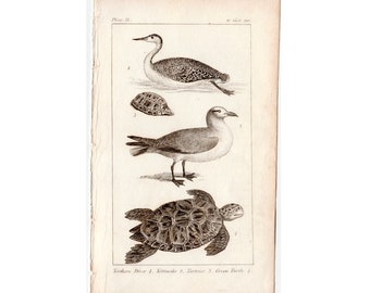 c. 1814 WATER BIRDS & ANIMALS engraving • original antique print • antique animal print • diver, kittiwake, tortoise and turtle