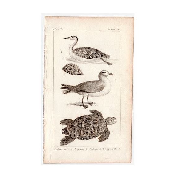 Assorted Antique and Vintage Illustrated Bird Art Prints Assorted Antique and Vintage Illustrated Bird Art Prints