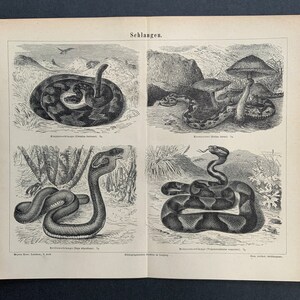 c. 1875 SNAKES lithograph - original antique print - animal print • snake print • reptile print • reptiles print • rattlesnake • cobra