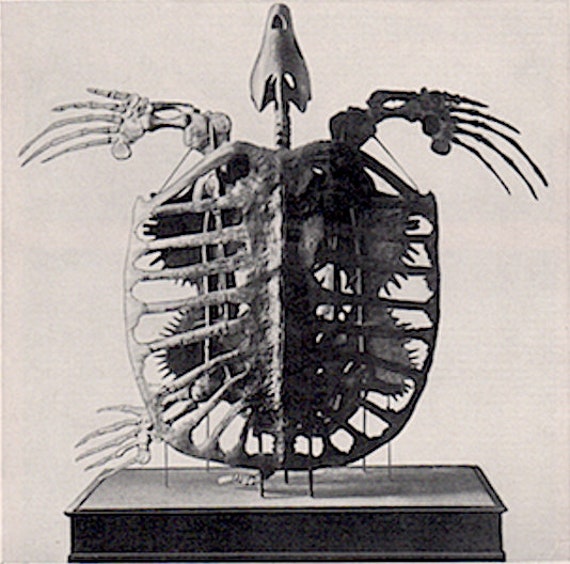 C 1934 Sea Turtle Skeleton Print Original Vintage Print Etsy C 1934 Sea Turtle Skeleton Print Original Vintage Print Etsy