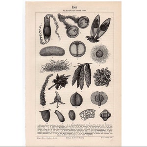 1894 NUT ANTIQUE LITHOGRAPH - impresión de anatomía original litografía botánica antigua