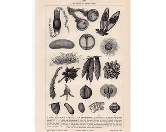 1894 NUT ANTIQUE LITHOGRAPH - anatomy print original antique botanical lithograph
