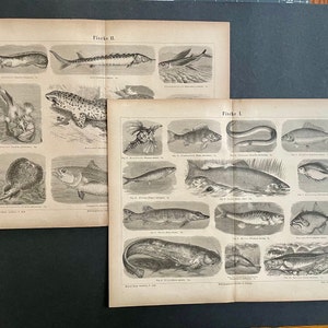 c. 1875 FISH prints • set of 2 original antique prints • sea life print • fishes print • fishing print • salmon herring pike carp