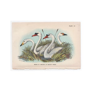 1895 swan print original antique bird ornithology lithograph - heads of species of british swans