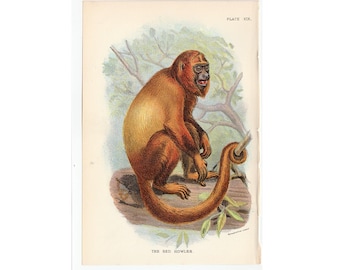 H. 1897 AFFE ANTIQUE LITHOGRAPHIE - original antiker Druck - Primate aus llllolds Naturgeschichte - alter Weltaffe • roter Brüllaffe