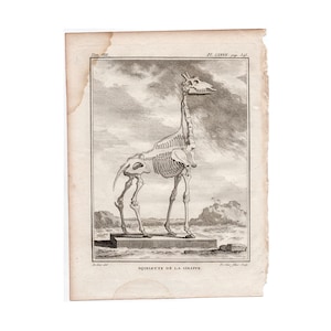 May include: A black and white illustration of a giraffe skeleton. The skeleton is standing on a platform with a grassy background. The text "SQUELETTE DE LA GIRAFEE" is printed below the image.
