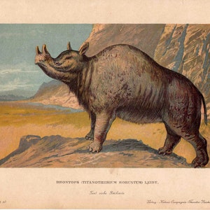 c. 1902 BRONTOPS MEGACEROPS lithograph • original antique print - fossil reptile - extinct animal - prehistoric animal • dinosaur print