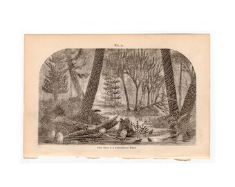 c. 1877 CARBONIFEROUS FOREST engraving - original antique print - geology print - prehistoric landscape print