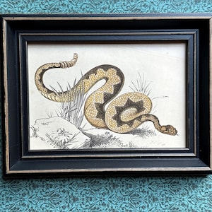 May include: Framed vintage print of a snake. The illustration features a coiled snake with a yellow and brown pattern, set against a backdrop of grass and a rock. The artwork is enclosed in a black wooden frame, suitable for wall decor.