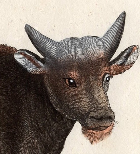 1831 OX OXEN Print Antique Print Engraving Wild and Domestic - Etsy Hong Kong 1831 OX OXEN Print Antique Print Engraving Wild and Domestic - Etsy Hong Kong