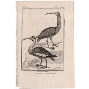 c. 1775 ANTIQUE BIRD engraving •  original antique print • antique bird print • ornithology print • Buffon print • wading sandpiper