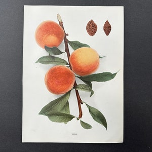c. 1917 VINTAGE PEACH lithograph - original vintage fruit print - vintage botanical print - kitchen decor -  belle peaches