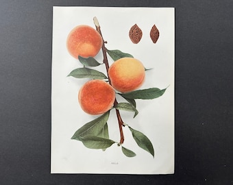 c. 1917 VINTAGE PEACH lithograph - original vintage fruit print - vintage botanical print - kitchen decor -  belle peaches