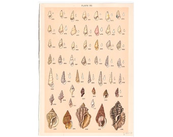 c. 1901 SEA SHELL lithograph • original antique prints • seashells print • beachcombing print • beach art • mollusk shells •