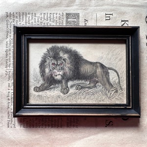 framed c. 1836 THE LION engraving • original antique print • African animal • Jardine safari animal • hand colored • wild cat print • Leo