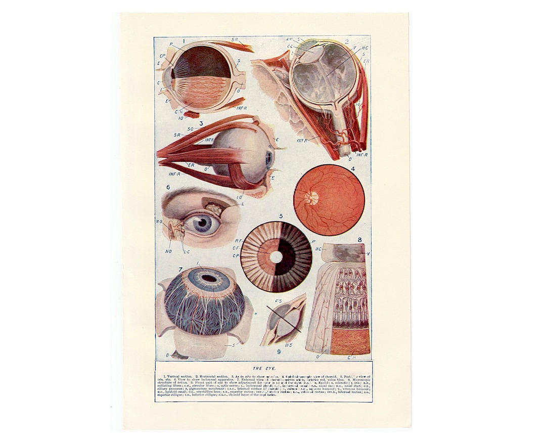C. 1950's EYE ANATOMY Lithograph Original Vintage Print Eye Print ...