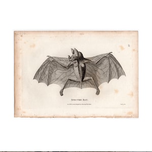 c. 1800 SPECTRE BAT engraving • original antique print • Halloween decor • chiroptera • chauve souris• vampires • bats print