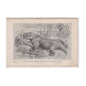 c. 1892 DINOSAUR • PAREIASAURUS lithograph • original antique print • prehistoric animals • karoo formation • paleo art • extinct! reptile