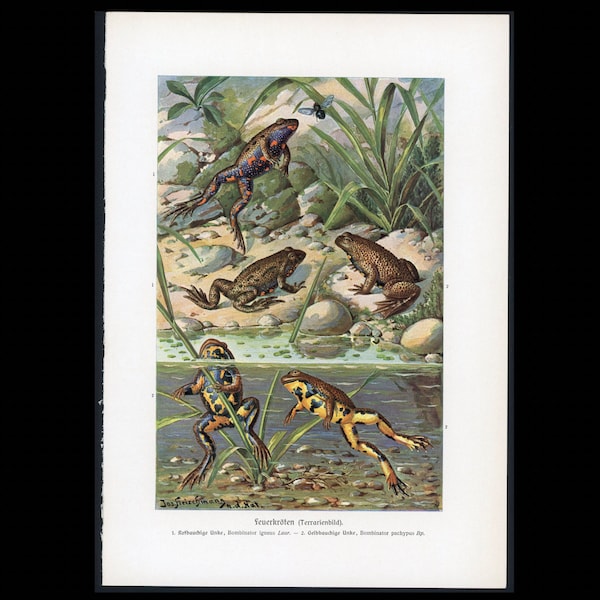C. 1900 FIRE BELLIED TOADS lithograph • original antique print • amphibian print • Bombina print • frog print •
