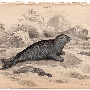 c. 1833 SEAL engraving original antique print pinniped print Jardine marine animal print marbled seal image 4