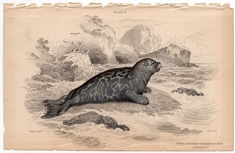 c. 1833 SEAL engraving original antique print pinniped print Jardine marine animal print marbled seal image 4