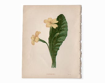 TINY YELLOW FLOWER print c. 1853 • original antique prints • Anne Pratt botany print • botanical prints • 4.5 X 5.5" • primrose
