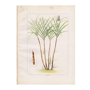 c. 1911 SUGAR CANE lithograph • original antique print • fruit & vegetable print • food print • kitchen art • tropical grass  • sugar