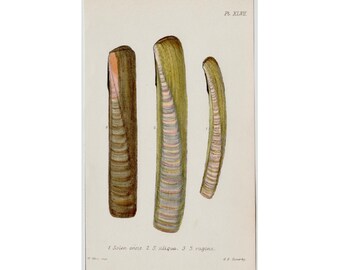 c. 1869 SEA SHELL lithograph • original antique print • seashells print • beachcombing print • beach art • razor clam shells by Sowerby