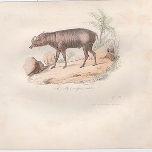 c. 1860 BABYRUSSA print • original antique print • animal print • small hand colored engraving • Cuvier & Buffon print • zoology print