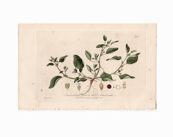 ANTIQUE BOTANICAL engraving c. 1839 • original antique print • hand colored botany print • amaranthus • wild amaranth