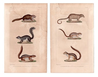 c. 1831 SQUIRREL engravings • set of 2 original antique prints • hand colored • antique animal prints by Buffon • chipmunks • water stained!